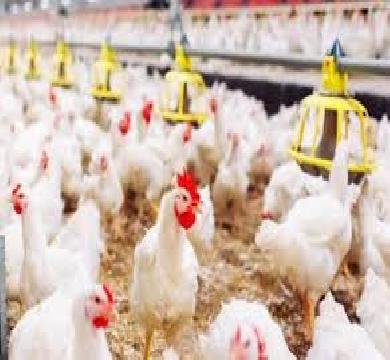 بورصة الدواجن : تعلن زيادة في اسعار الفراخ اليوم "السبت" 4 جنيه